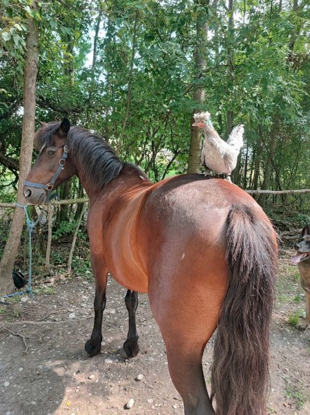 Les ecuries du lac - photo 2