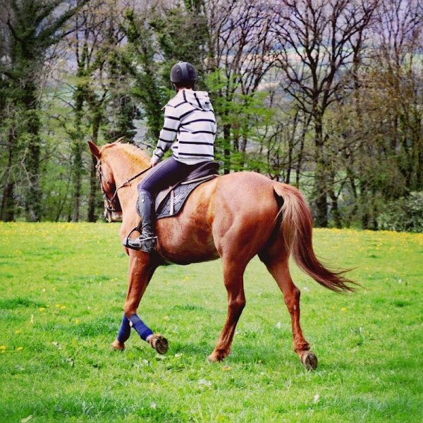 Les ecuries du lac - photo 3