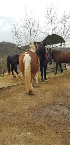 Paddock Paradise Lorette - photo 2