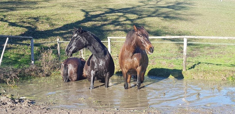 Paddock Paradise Lorette - photo 3