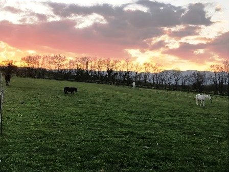 EARL LA PRAILLE - FERME CLAVEL - ÉCURIE DE PROPRIÉTAIRE - photo 3
