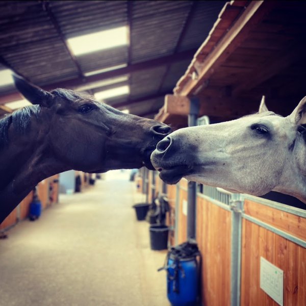 Les Écuries du Biollay - photo 1