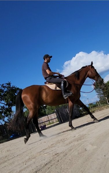 Ecurie du Pottier Aurélien Lacanale - photo 1