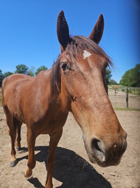 Ecuries La Cavalisa - photo 3