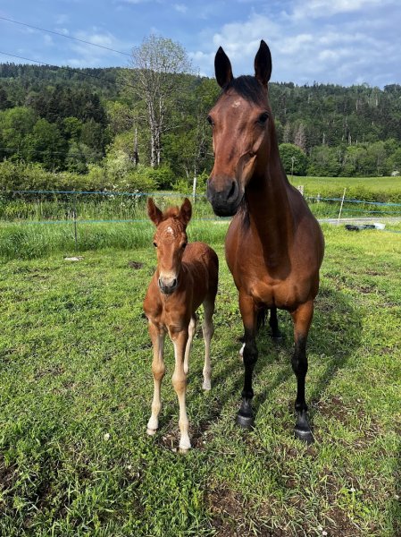 Ferme Equestre de Lavant - photo 2