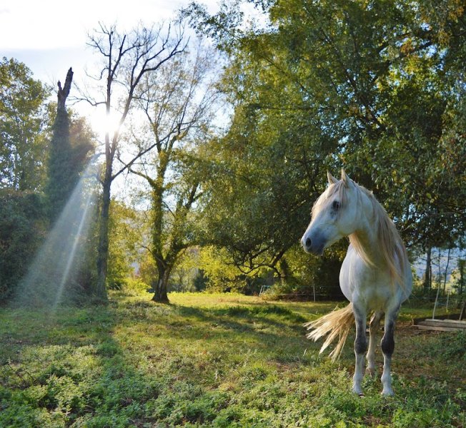 Ecuries de la Louve - photo 2