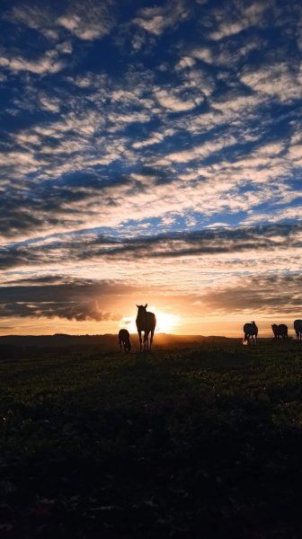 Ecurie les 3 graines - Equitation Raisonnée