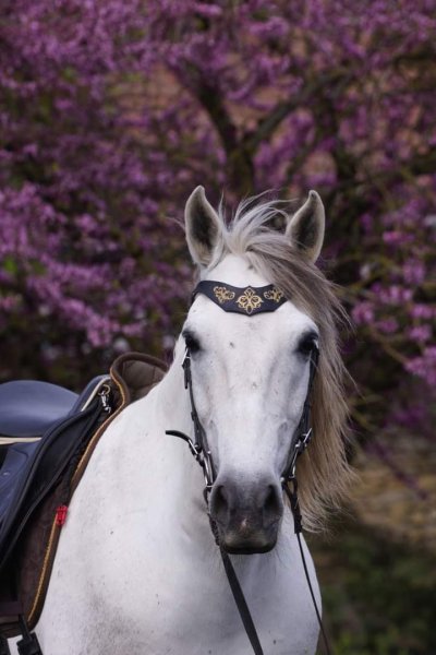 Ecurie les 3 graines - Equitation Raisonnée - photo 2