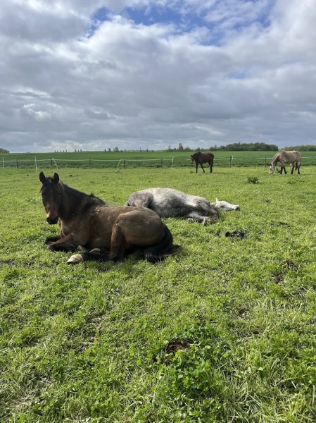 Ecurie Flornoza - photo 2