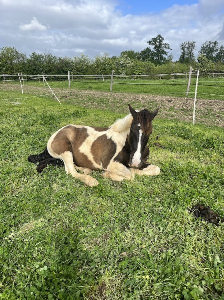 Ecurie Flornoza - photo 3