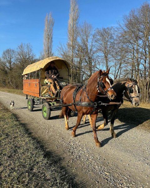 Les Ecuries de la Commanderie EARL - photo 3