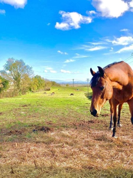 Écurie JF Falco - photo 1