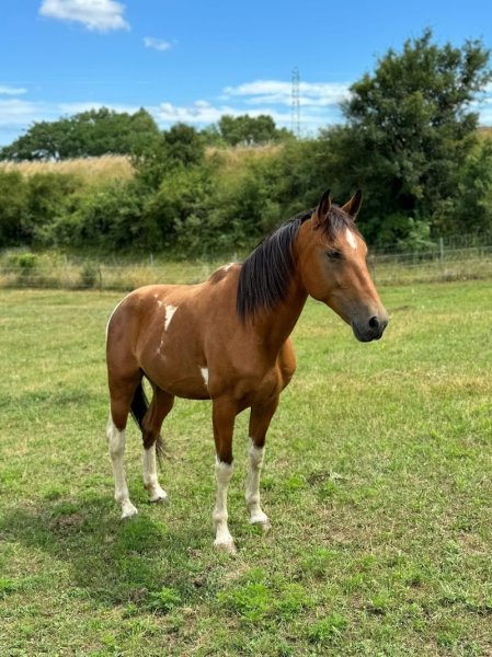 Écurie JF Falco - photo 2