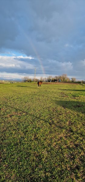 Écurie JF Falco - photo 3