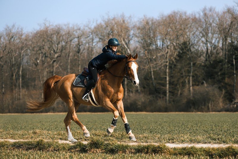 Ecuries Geneve - AP STABLES