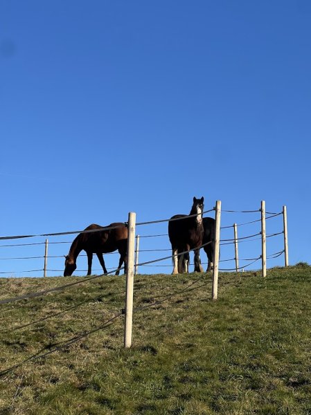 Ecurie de Vallière - photo 2