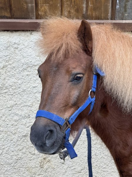 Sports Equestres Belle Ferme - photo 3