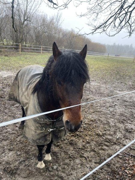 Les Ecuries De Mury - photo 2