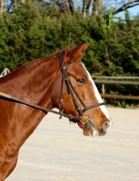 Poney Club Echenevex - photo 3