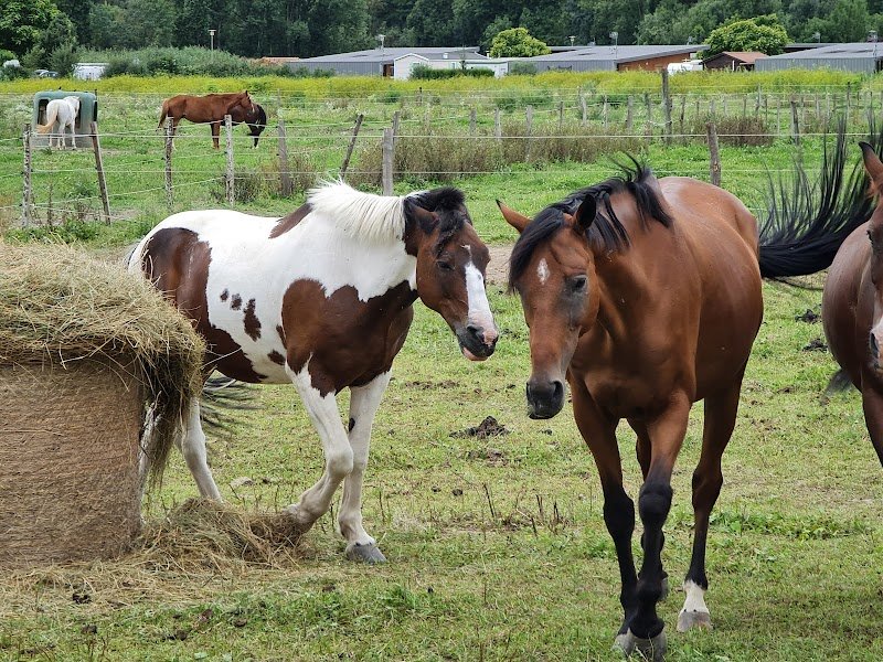Les Ecuries des Marais - photo 3
