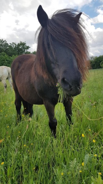 Les Écuries de Calanne