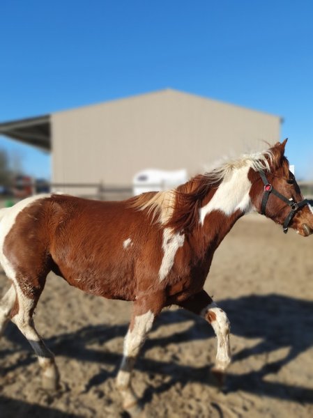 Ecuries D Anaphelie - photo 2