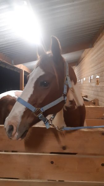 Ecuries D Anaphelie - photo 3