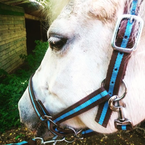 Ecurie Charret - photo 1