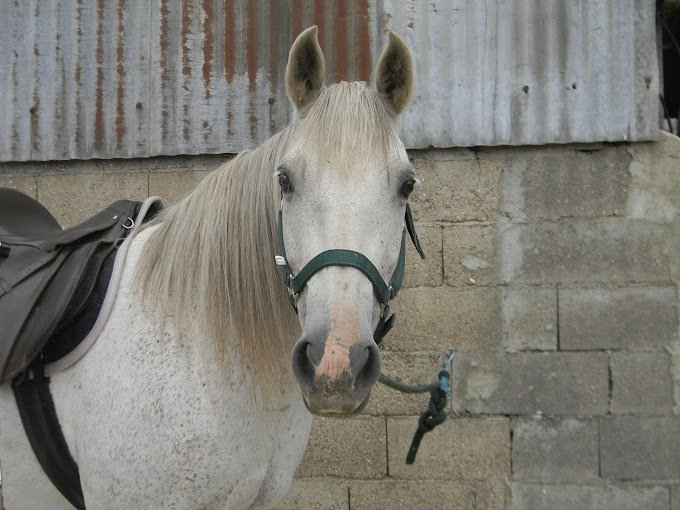 PENSION DE LA FEUILLÉE - photo 1
