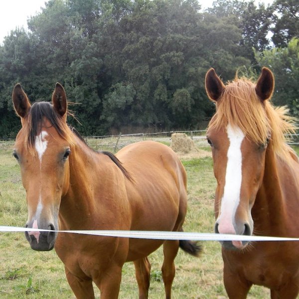 PENSION DE LA FEUILLÉE - photo 2