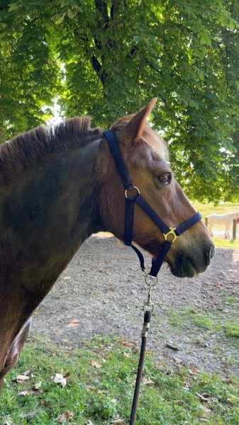 Centre Equestre du Sepey