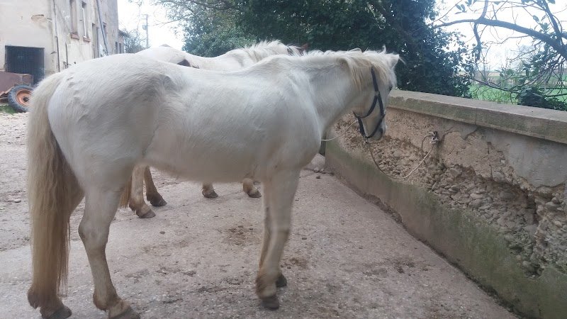 Centre Equestre du Sepey - photo 3