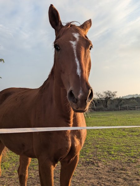 Ecuries de L'Abbaye - photo 3