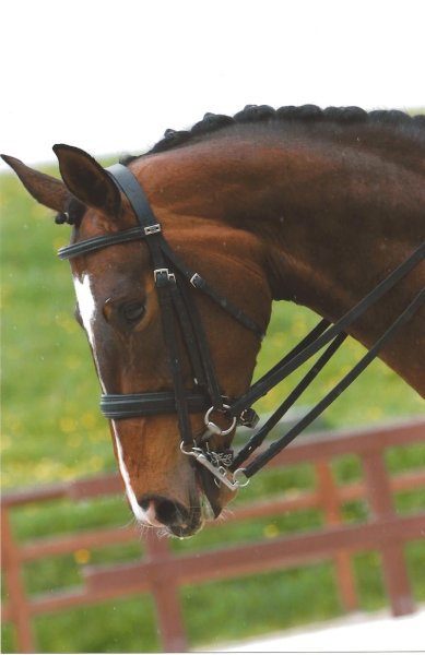 Ecurie de la Ruche - photo 2