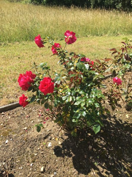 Haras des Broues - photo 1