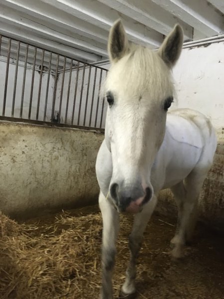 Ecurie de la Tour - photo 2