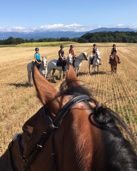 Ecurie de la Tour - photo 3