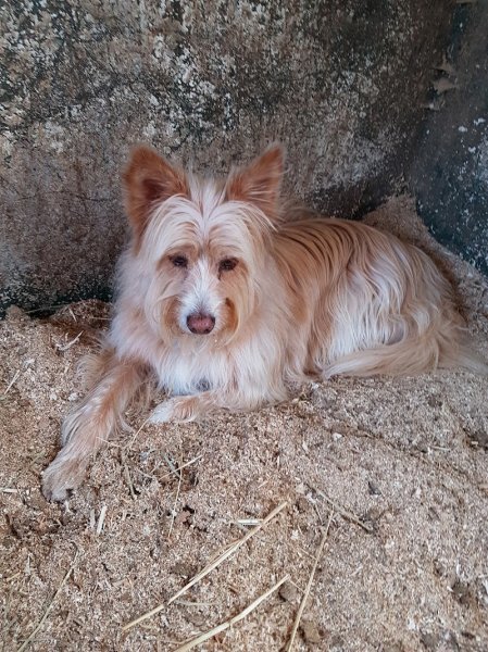 Écurie Saint Amour - photo 2