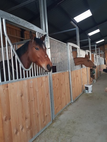 Pension Chevaux Du Palais - photo 2