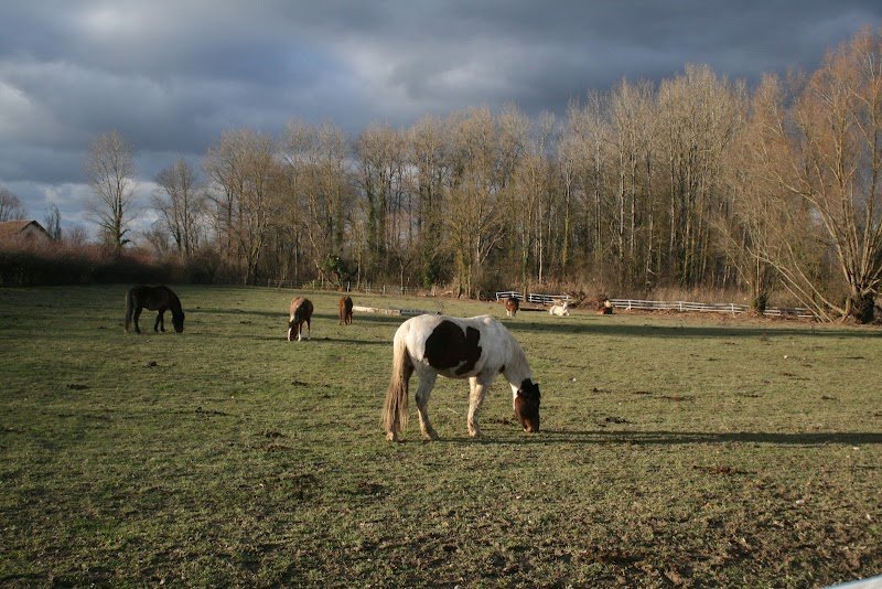 Écuries de la Violette - photo 2