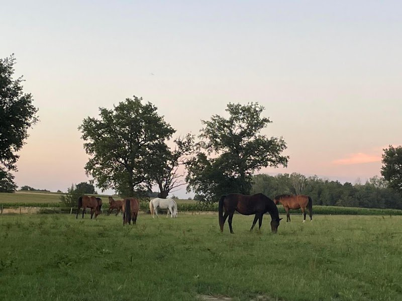 Écurie de Balmon - photo 2