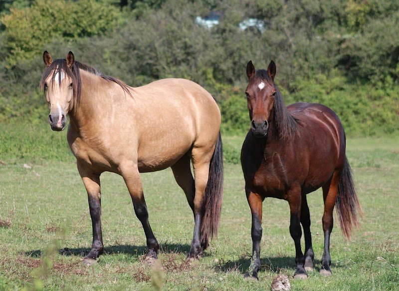 Haras d’Orcé - photo 3