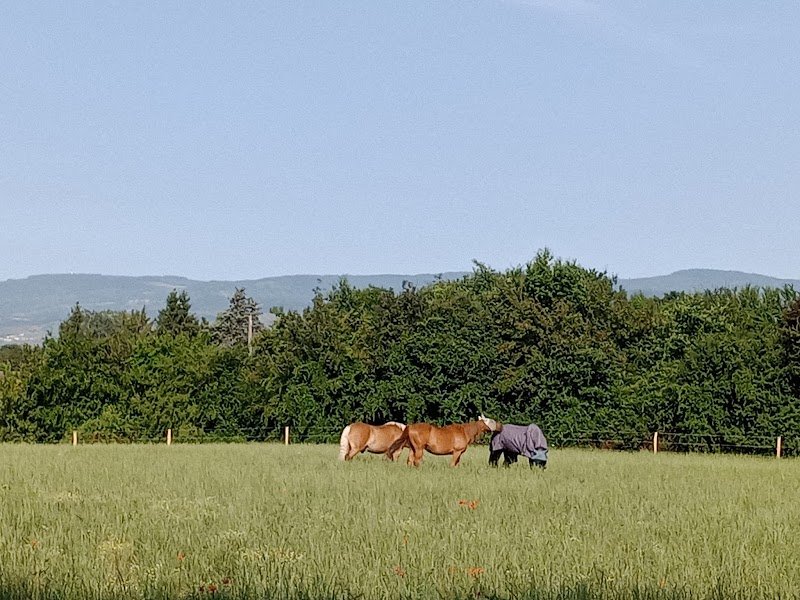 Ecurie de Treve - photo 3