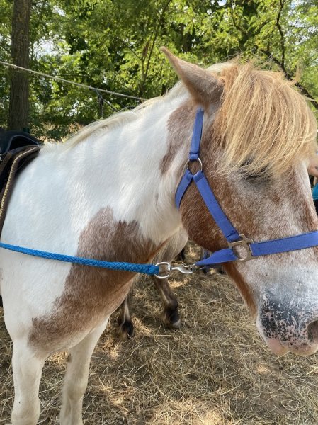 Pension et Poney-Club De L'Etoile
