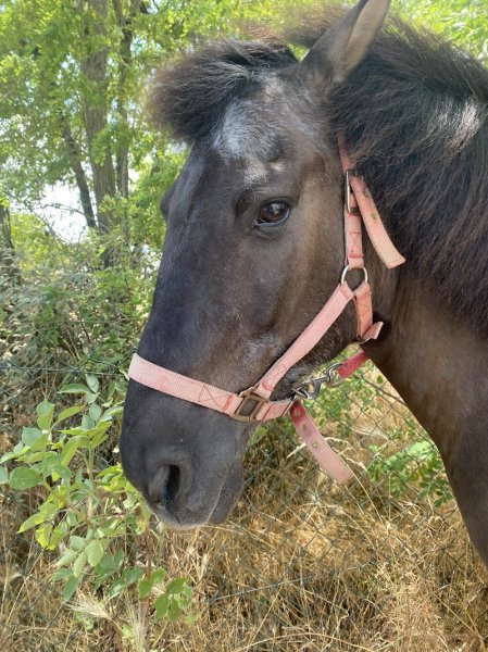 Pension et Poney-Club De L'Etoile - photo 2