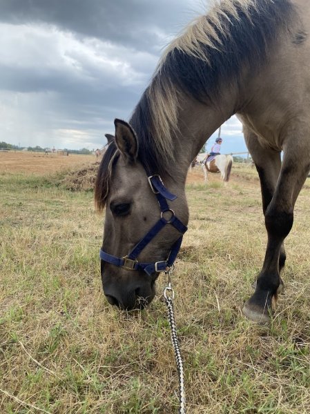 Pension et Poney-Club De L'Etoile - photo 3
