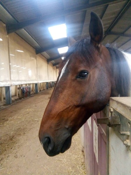 Les Cavaliers De Bordelan