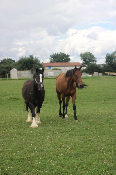 Ecurie du lantey - photo 2