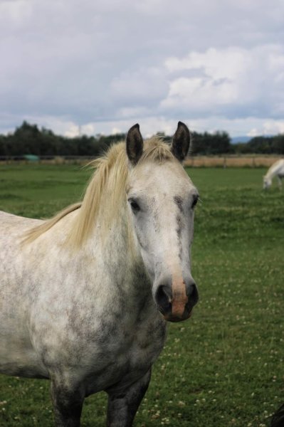 Ecurie du lantey - photo 3