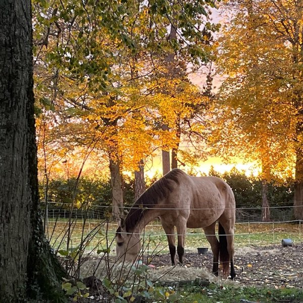 easyCheval - photo 2